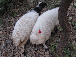 Schaf mit Boncuk