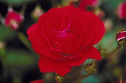 Islam bedeutung rote rose Unter Rosen